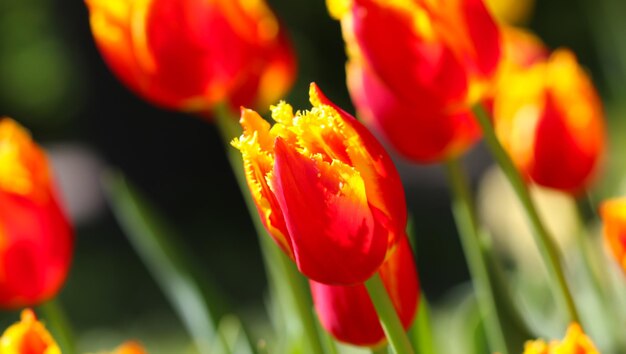 primo piano di un tulipano rosso con fiore di messa a fuoco selettiva nella composizione della natura primaverile