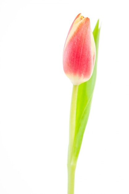 Primo piano di un tulipano