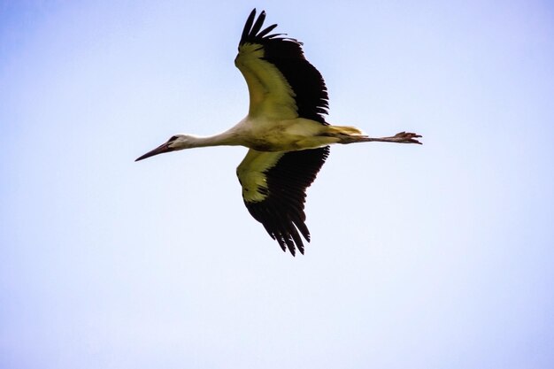 Primo piano di un uccello che vola