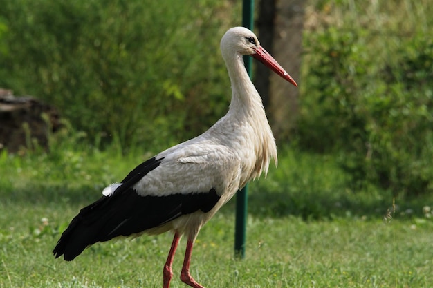 Primo piano di un uccello