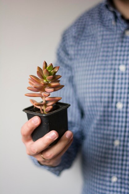 Primo piano di un uomo in possesso di un vaso di Graptosedum bronz succulente