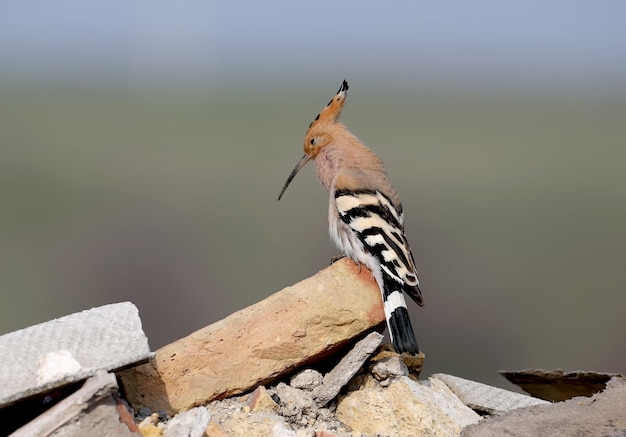 Primo piano di un'upupa che scorre seduto su un mattone.