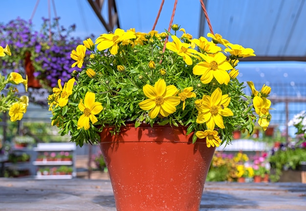 Primo piano di un vaso di fiori gialli di bacopa in piedi su uno scaffale di legno nel centro del giardino.