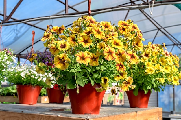 Primo piano di un vaso di fiori gialli di petunia in piedi su un bancone in un negozio di giardino.