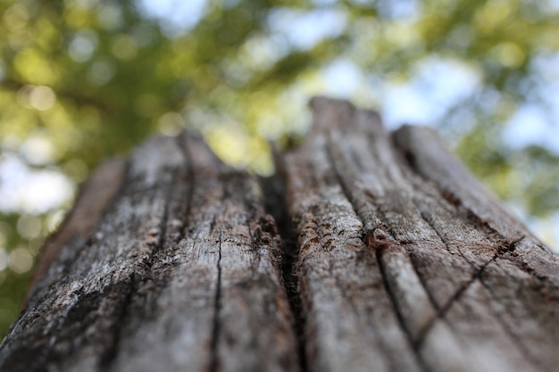 Primo piano di un vecchio ceppo di albero su uno sfondo sfocato