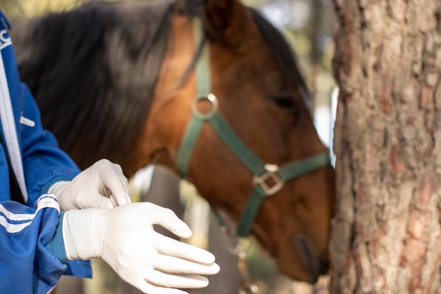 Primo piano di un veterinario che indossa i guanti per vaccinare e curare il cavallo