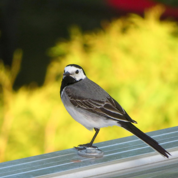 Primo piano di un Wagtail davanti a piante gialle