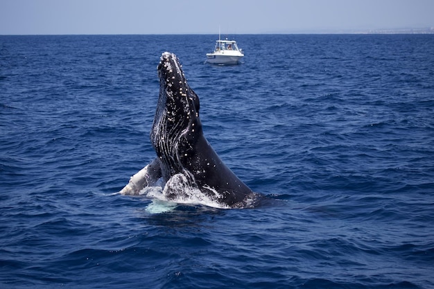 Primo piano di una balenottera azzurra che si infrange sulla superficie dell'acqua al largo della costa di San Diego, California, USA