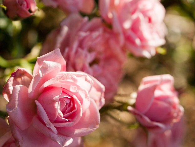 Primo piano di una bella rosa in giardino.