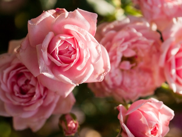 Primo piano di una bella rosa in giardino.