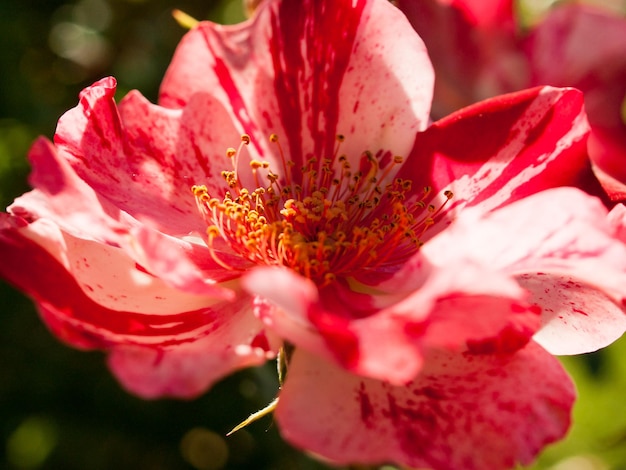 Primo piano di una bella rosa in giardino.