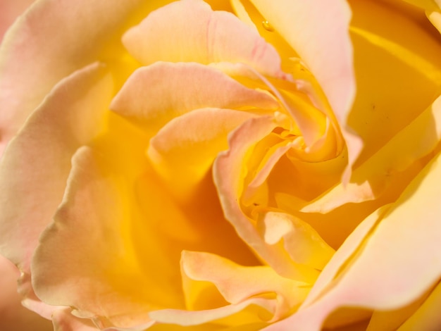 Primo piano di una bella rosa in giardino.