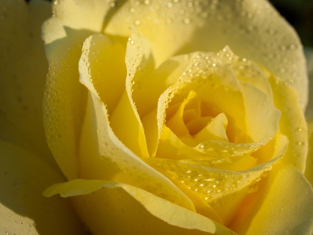 Primo piano di una bella rosa in giardino.