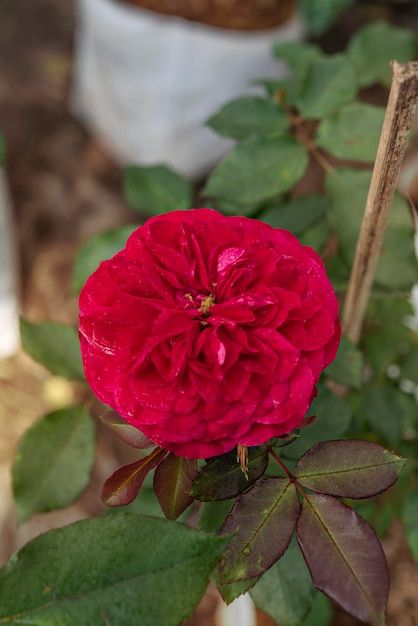 Primo piano di una bella rosa rossa fresca nel giardino verde