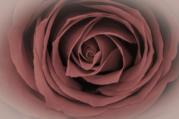 Primo piano di una bella rosa rossa marrone Questo è un simbolo di amore