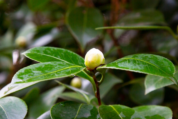 Primo piano di una camelia bianca Angela Cocchi Camellia japonica con foglie verdi. Vista di un bellissimo fiore bianco di camelia I boccioli sono bianchi dopo la pioggia