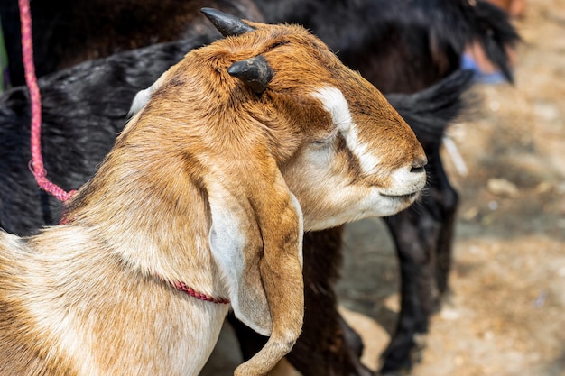 Primo piano di una capra domestica in un mercato di animali