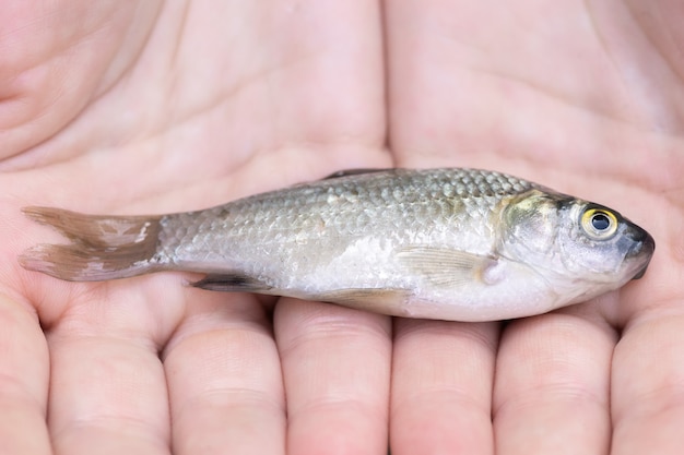 Primo piano di una carpa viva nelle mani