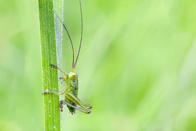 Primo piano di una cavalletta sull'erba verde.