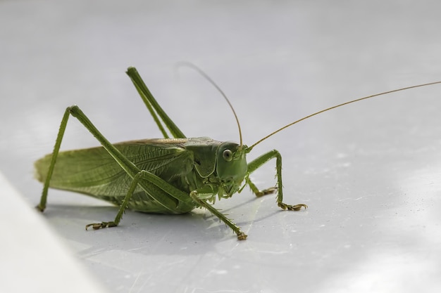 Primo piano di una cavalletta verde isolata su sfondo bianco