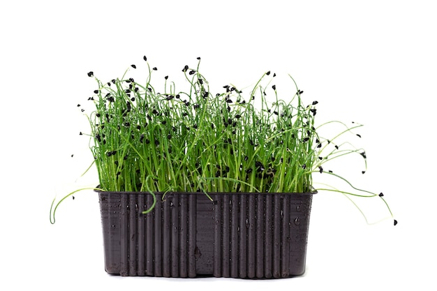 Primo piano di una cipolla Microgreen su una superficie bianca