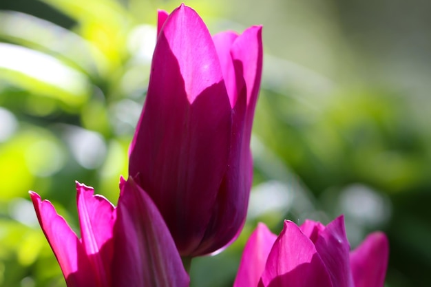 primo piano di una composizione di natura primaverile di tulipani rosa