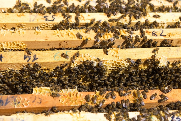 Primo piano di una cornice con un nido d'ape di cera di miele con api su di essi Flusso di lavoro dell'apiario