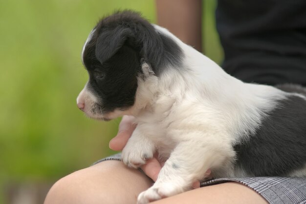 Primo piano di una donna che tiene un piccolo cucciolo in grembo.