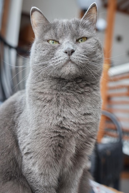 Primo piano di una faccia di gatto Ritratto di una gattina femmina Il gatto sembra curioso e vigile Immagine dettagliata di una faccia di gatti