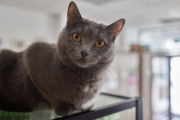 Primo piano di una faccia di gatto Ritratto di una gattina femmina Il gatto sembra curioso e vigile Immagine dettagliata di una faccia di gatti