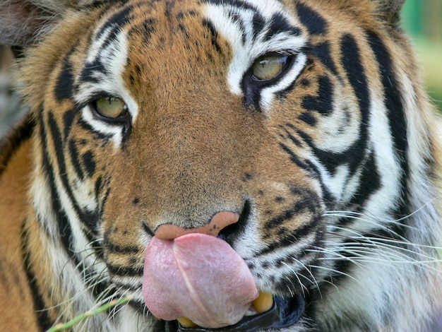 Primo piano di una faccia di tigre che si lecca le labbra