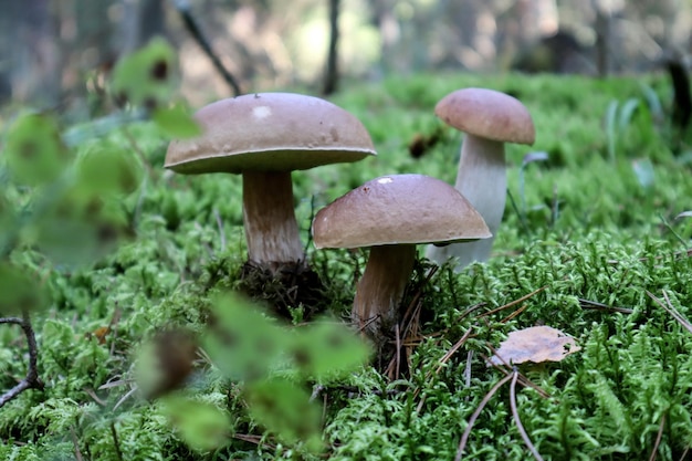 Primo piano di una famiglia amichevole di porcini nel muschio su uno sfondo di foresta in una giornata autunnale