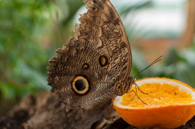 Primo piano di una farfalla che mangia un'arancia Farfalla buckeye comune (Junonia coenia)