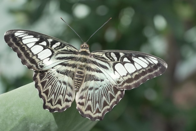 Primo piano di una farfalla di Parthenos Sylvia