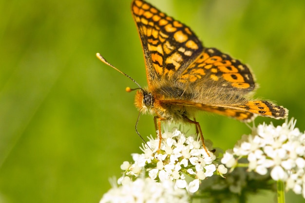 Primo piano di una farfalla fritillary di palude sulla pianta