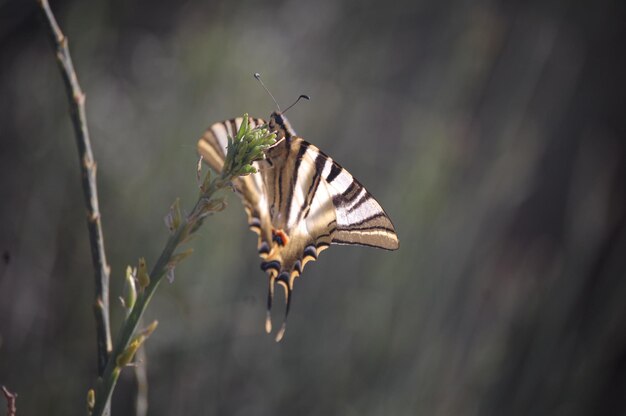 Primo piano di una farfalla in natura