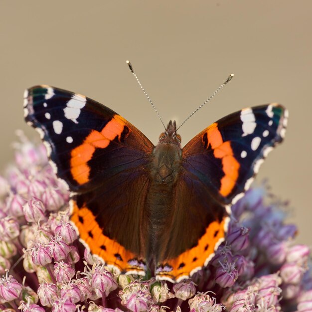 Primo piano di una farfalla seduta su una pianta fuori in un giardino Bellissimo e colorato insetto durante l'estate che si nutre di un fiore rosa La farfalla Red Admiral o Vanessa Atalanta con ali spiegate