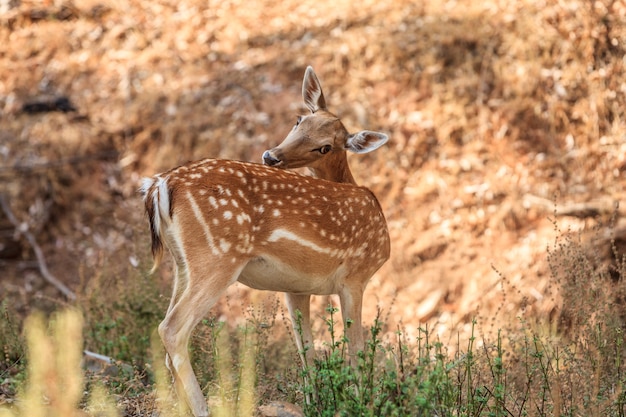 Primo piano di una femmina di daino in una foresta