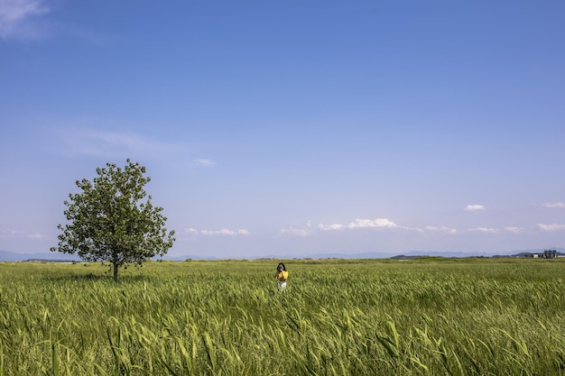 Primo piano di una femmina in un campo con erba verde e un albero in una giornata di sole in Corea del Sud