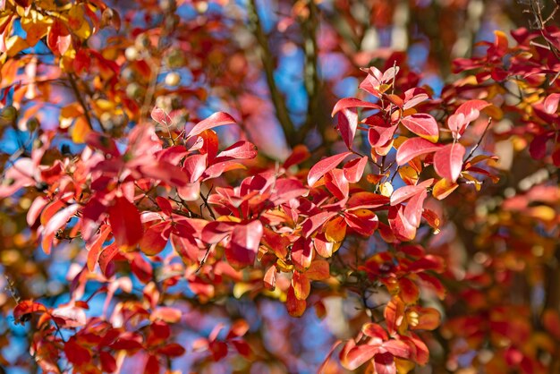 Primo piano di una foglia d'autunno rossa in una giornata di sole