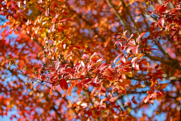 Primo piano di una foglia d'autunno rossa in una giornata di sole