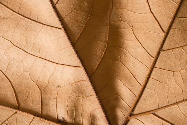 Primo piano di una foglia morta dell'albero