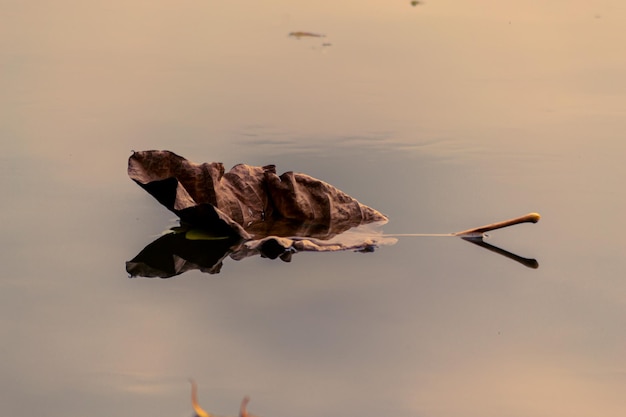 Primo piano di una foglia morta sulla superficie di un fiume