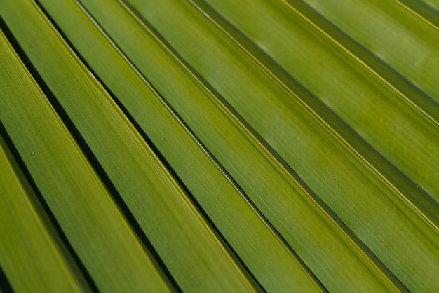 Primo piano di una foglia verde brillante di una palma sotto il luminoso sole tropicale Una foglia di una palma che sembra un foglio di carta piegato