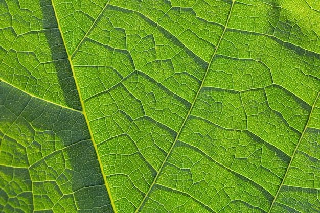 Primo piano di una foglia verde fresca