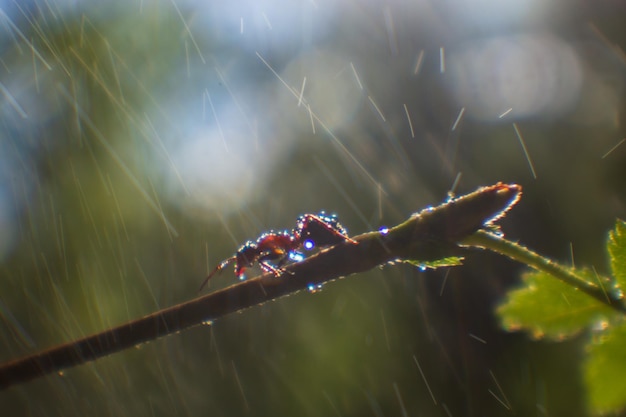Primo piano di una formica che striscia lungo un ramoscello sottile durante la pioggia pesante Stormrain e il concetto di uragano