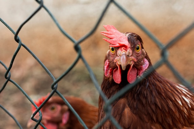 Primo piano di una gallina che guarda l'obbiettivo