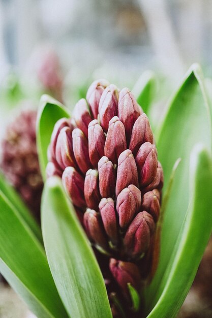 Primo piano di una gemma di una pianta di Hyacinthus