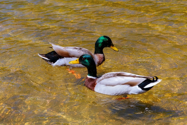 Primo piano di una giovane coppia di anatre maschili e femminili in amore nuoto lago pulito