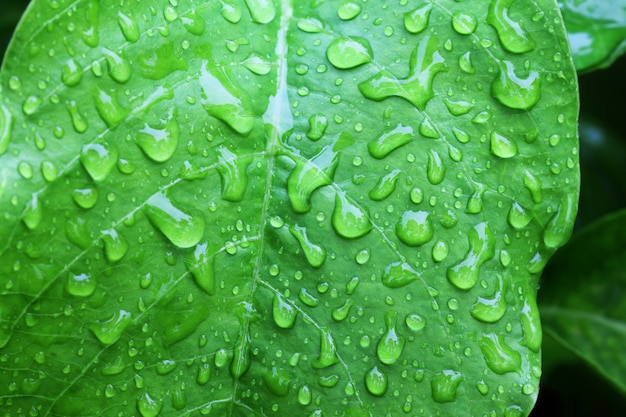 Primo piano di una goccia d'acqua su una foglia verde